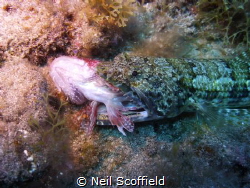 A Lizard Fish having dinner by Neil Scoffield 